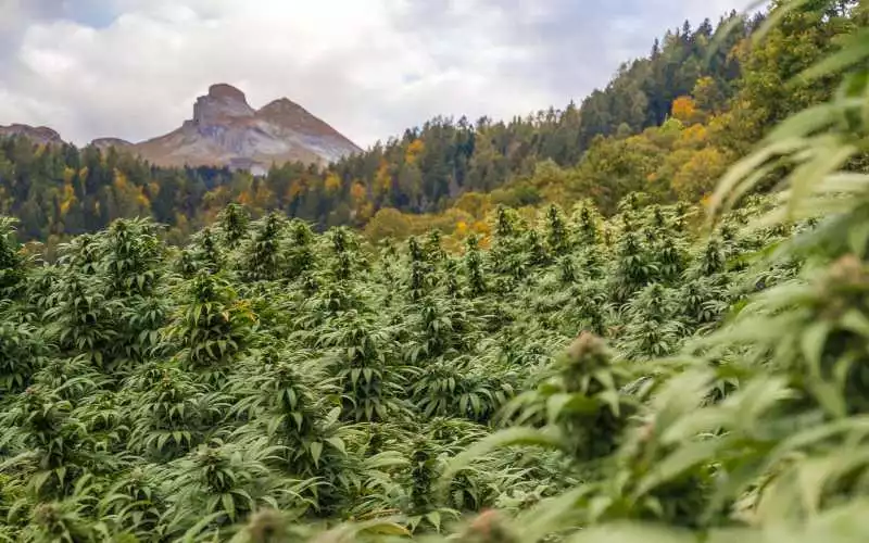 Cannabis thérapeutique : le Maroc se lance sur le marché européen